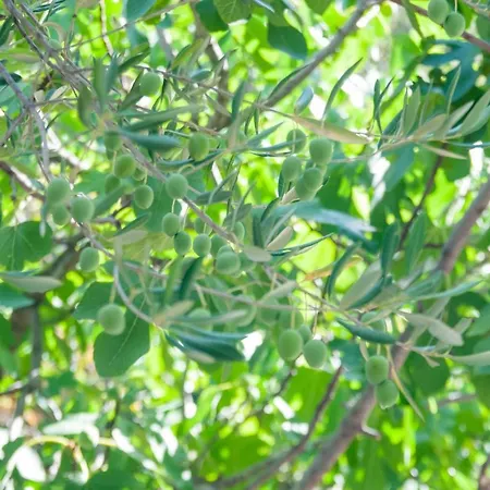 شقة Mia تروغير